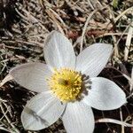 Pulsatilla vernalisFlower