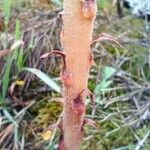 Orobanche rapum-genistae Bark