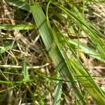 Luzula campestris Leaf