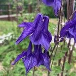 Aquilegia alpinaKvět