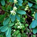 Exochorda × macrantha Fruit