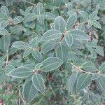 Osmanthus × burkwoodii Листок