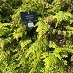 Adiantum venustum Hostoa