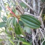 Miconia ciliata Leaf