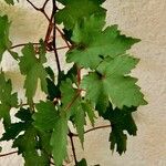 Vitis riparia Агульны выгляд