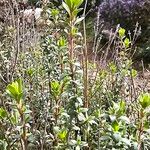 Thymus vulgaris Folla