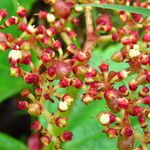 Cyphostemma wittei Fruit