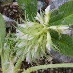 Trifolium retusum Mosusu