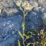 Achillea nobilisFlower