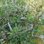 Cytisus decumbens Συνήθη χαρακτηριστικά