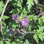 Phacelia bipinnatifida Flor