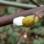 Salix caprea Blomma