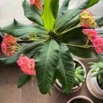 Euphorbia lophogona Blad