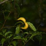 Tabernaemontana robinsonii Fruto