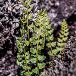 Woodsia ilvensis موطن