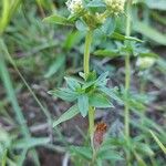 Spermacoce verticillata Blad