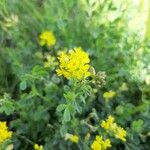 Medicago falcataFlower