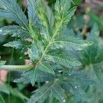 Achillea macrophylla Blad