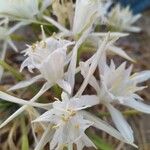 Pancratium maritimum Květ