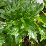 Acanthus spinosusBlad