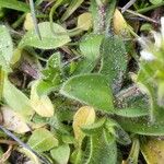 Cerastium glomeratum Folha