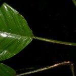 Philodendron alliodorum Лист