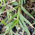 Eragrostis unioloides Blatt