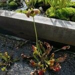 Sarracenia psittacina Çiçek