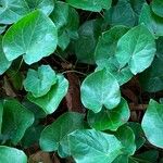 Epimedium pinnatum Leaf