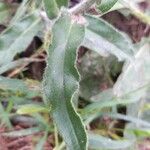 Anchusa officinalis Лист