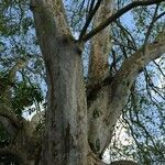 Platanus mexicana Кара