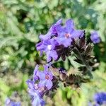 Anchusa officinalisBlomst