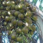 Acrocomia aculeata Fruto