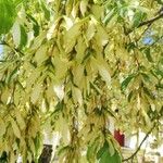 Acer carpinifolium Blad