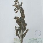 Salvia plebeia Egyéb