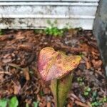 Sarracenia rubra Egyéb