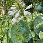 Hosta sieboldiana Blomst