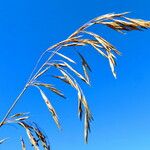 Arrhenatherum elatius 花