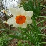 Narcissus × medioluteus Blomma