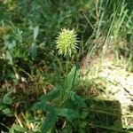 Trifolium squamosum Meyve
