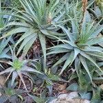 Aloe microstigma Leaf