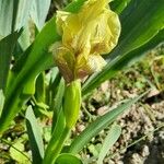 Iris reichenbachii Flower