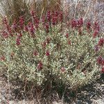 Salvia dorrii Habit