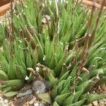 Haworthia chloracantha