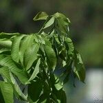 Wrightia arborea Leaf
