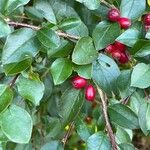 Cotoneaster divaricatus Плод