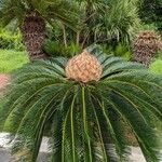 Cycas revolutaLeaf