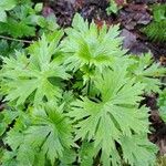 Aconitum lycoctonum Fuelha