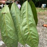 Ocotea aciphylla Blad