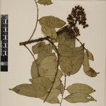 Zanthoxylum oxyphyllum Other